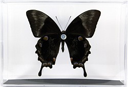 Papilio ulysses verso