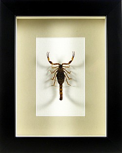 Buthus martensi (scorpion)